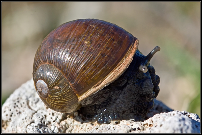 Da identificare - Cantareus apertus